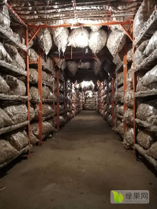 金乡大蒜产业升级 冷库储存与代购代销服务赢领市场新动力